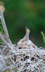 Baby birds in a nest  / Rookery / Swamp 