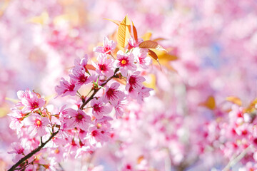 Cherry trees in full blossom
