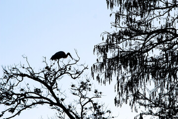 birds on a tree / Silhouette 