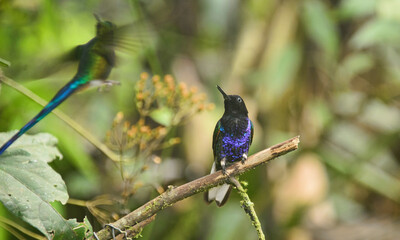Velvet-purple coronet hummingbird (Boissonneaua jardini), San Tadeo, Mindo, Ecuador