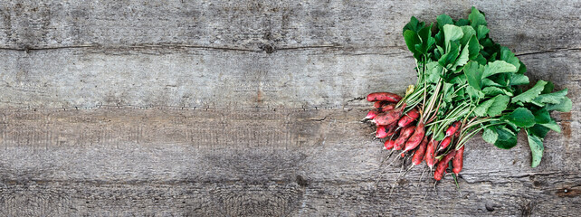 Organic growing banner with red radish on old wooden background. Copyspace. Flatlay