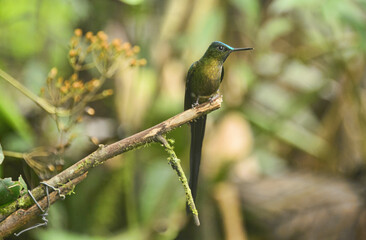 Violet-tailed sylph hummingbird (Aglaiocercus coelestis), Bellavista Cloud Forest Reserve, Mindo, Ecuador 