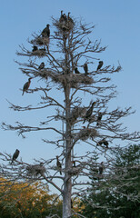 Birds in a tree against the sky 