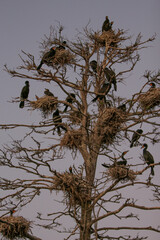 Birds in a tree 