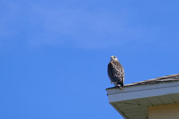 A beautiful American kestrel bird and blue sky
