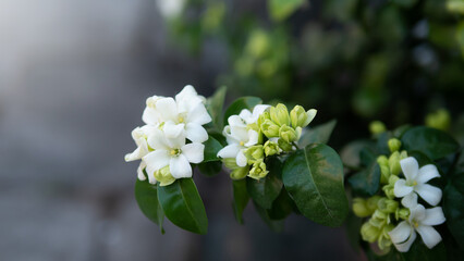 Murraya paniculata or name Orang Jessamine, China Box Tree, Andaman Satinwood, Chinese Box-wood bush.