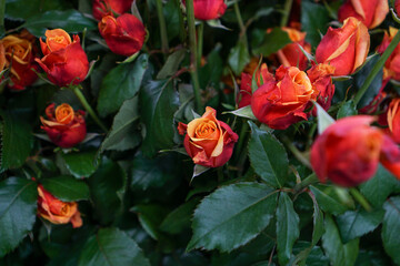 red and yellow roses in a garden