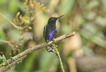 Velvet-purple coronet hummingbird (Boissonneaua jardini), San Tadeo, Mindo, Ecuador