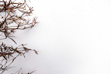 Twigs with white cement texture background empty copy space