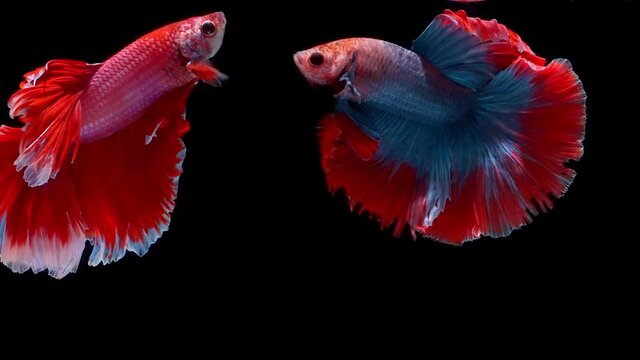 Siamese fighting fish (Betta splendens)