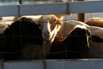 White and black sheep on the farm