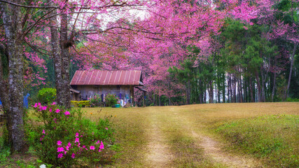 Cherry trees in full blossom
