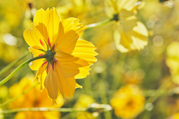 Cosmos flowers colour beautiful in garden