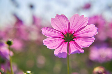 Obraz premium Cosmos flowers colour beautiful in garden
