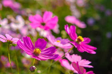 Obraz premium Cosmos flowers colour beautiful in garden
