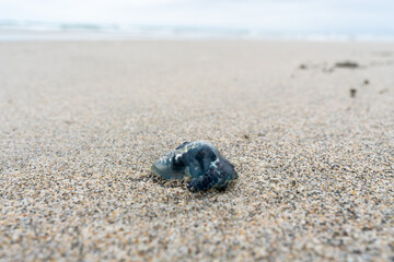 Bluebottle jellyfish washed up on a beach in New Zealand