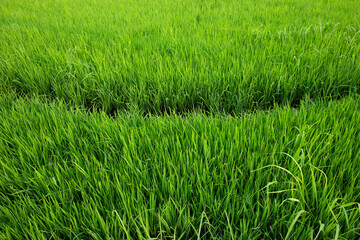 Rice paddy field in Thailand
