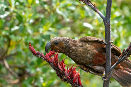 A Kaka Parrot Bird In New Zealand Feeding On A Flax Bush