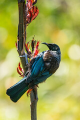 A Tui bird in New Zealand on a flax branch