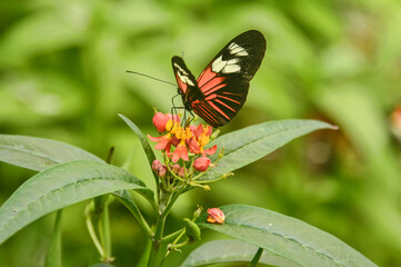 Monarch butterfly (Danaus plexippus) drinking nectar, Mindo, Ecuador