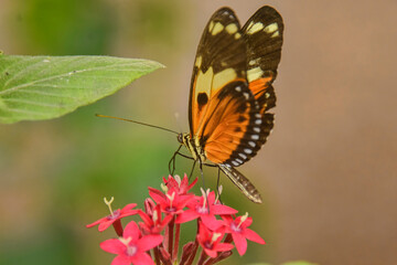 Monarch butterfly (Danaus plexippus) drinking nectar, Mindo, Ecuador