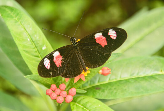 Cattleheart butterfly (Parides arcas) drinking nectar, Mindo, Ecuador