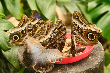 Giant owl butterfly (Caligo memnon), Mindo, Ecuador 