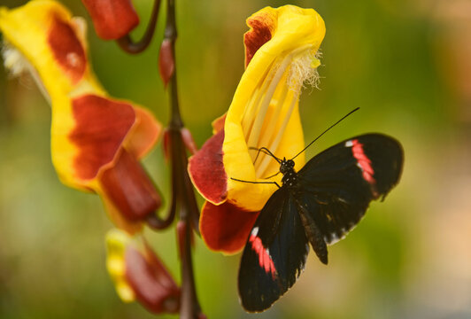 Cattleheart butterfly (Parides arcas) drinking nectar, Mindo, Ecuador