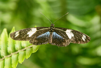 Cydno longwing butterfly (Heliconius cydno), Mindo, Ecuador