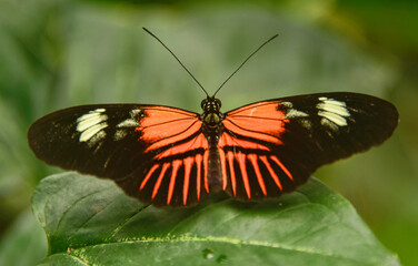 Postman butterfly (Heliconius melpomene), Mindo, Ecuador