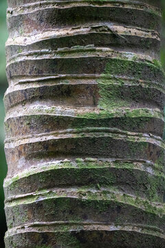 Close up of a Nikau palm tree trunk in New Zealand