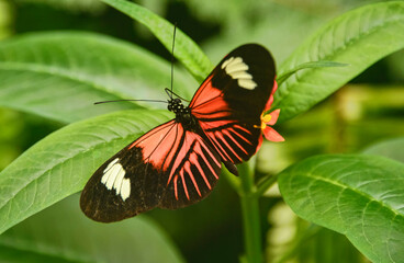 Postman butterfly (Heliconius melpomene), Mindo, Ecuador