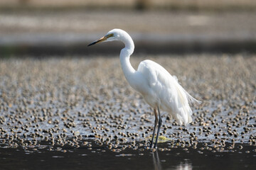 A White Heron egret bird in New Zealand
