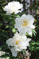 Obraz na płótnie Canvas 白色の牡丹の花