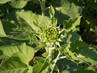 Sunflowers when they are not in full bloom.