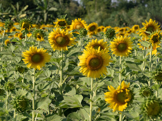 Fototapeta premium Sunflower garden, Sunflower garden Sunlight.