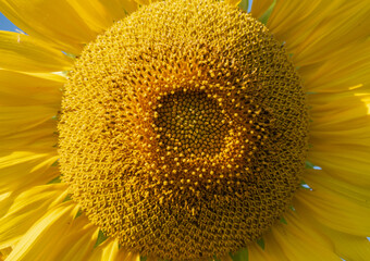 Sunflower garden, Sunflower garden Sunlight.