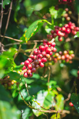 red coffee on the tree background 
