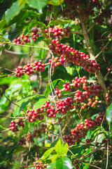 red coffee beans on tree 