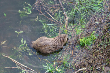 High angle view at beaver in river with green plants © Sebastian