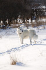 White maremma sheepdog in a snow-covered field during the winter. 