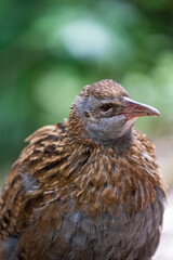 Close up of a Weka Rail bird in New Zealand
