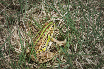 top view of small frog in green grass