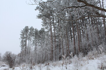 trees in winter