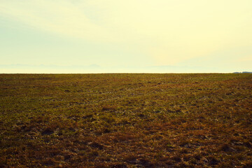 Fototapeta na wymiar field of wheat and sunset
