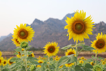 Sun flowers in garden, Beautiful yellow flower