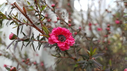 Leptospermum scoparium