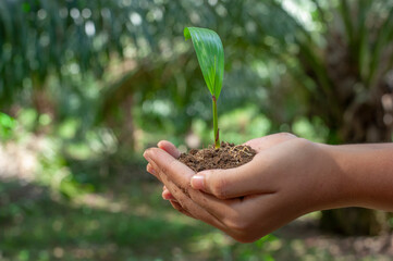 Naklejka na ściany i meble Hand holding and caring a green young plant of palm oil.