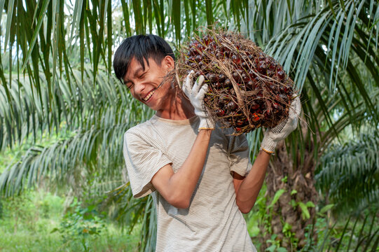 Asian traditional farmer holding red ripe oil palm fruitlets