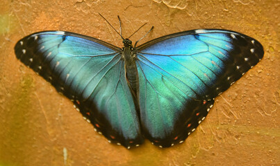 Granada morpho butterfly (Morpho granadensis), Mindo, Ecuador